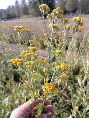 Tanacetum balsamita