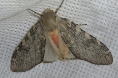 Pseudohemihyalea labecula