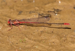Megalagrion