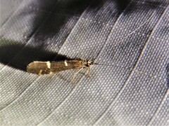 Athripsodes albifrons