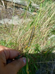 Hyles euphorbiae