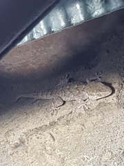 Tarentola mauritanica mauritanica