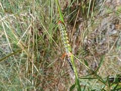Hyles euphorbiae