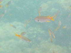 Neopomacentrus sororius