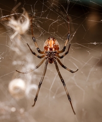 Latrodectus geometricus