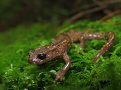 Pseudoeurycea longicauda