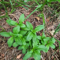 Saponaria officinalis