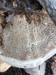 Bondarzewia berkeleyi