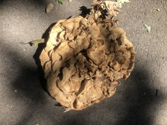 Bondarzewia berkeleyi