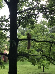 Sciurus vulgaris
