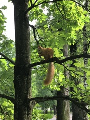 Sciurus vulgaris