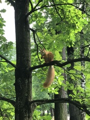 Sciurus vulgaris