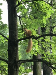 Sciurus vulgaris