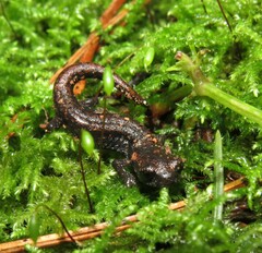 Pseudoeurycea longicauda