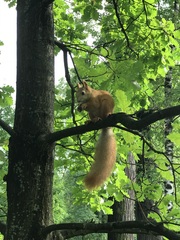 Sciurus vulgaris