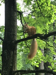 Sciurus vulgaris