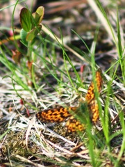 Boloria euphrosyne