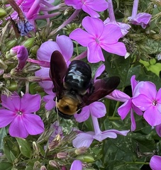 Xylocopa virginica