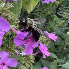 Xylocopa virginica