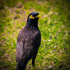 Acridotheres tristis