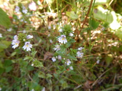 Euphrasia hudsoniana