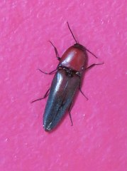 Parallelostethus attenuatus