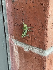 Melanoplus macclungi