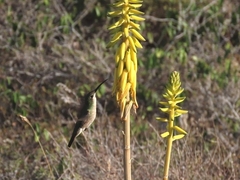 Anthracothorax aurulentus