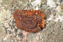 Gloeophyllum protractum