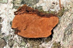 Gloeophyllum protractum