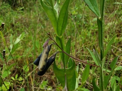 Crotalaria stipularia