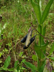 Crotalaria stipularia