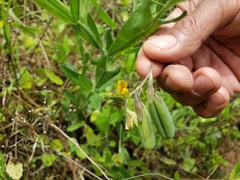 Crotalaria stipularia