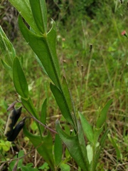 Crotalaria stipularia