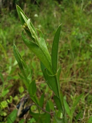 Crotalaria stipularia