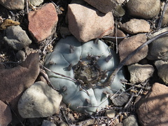 Lophophora williamsii