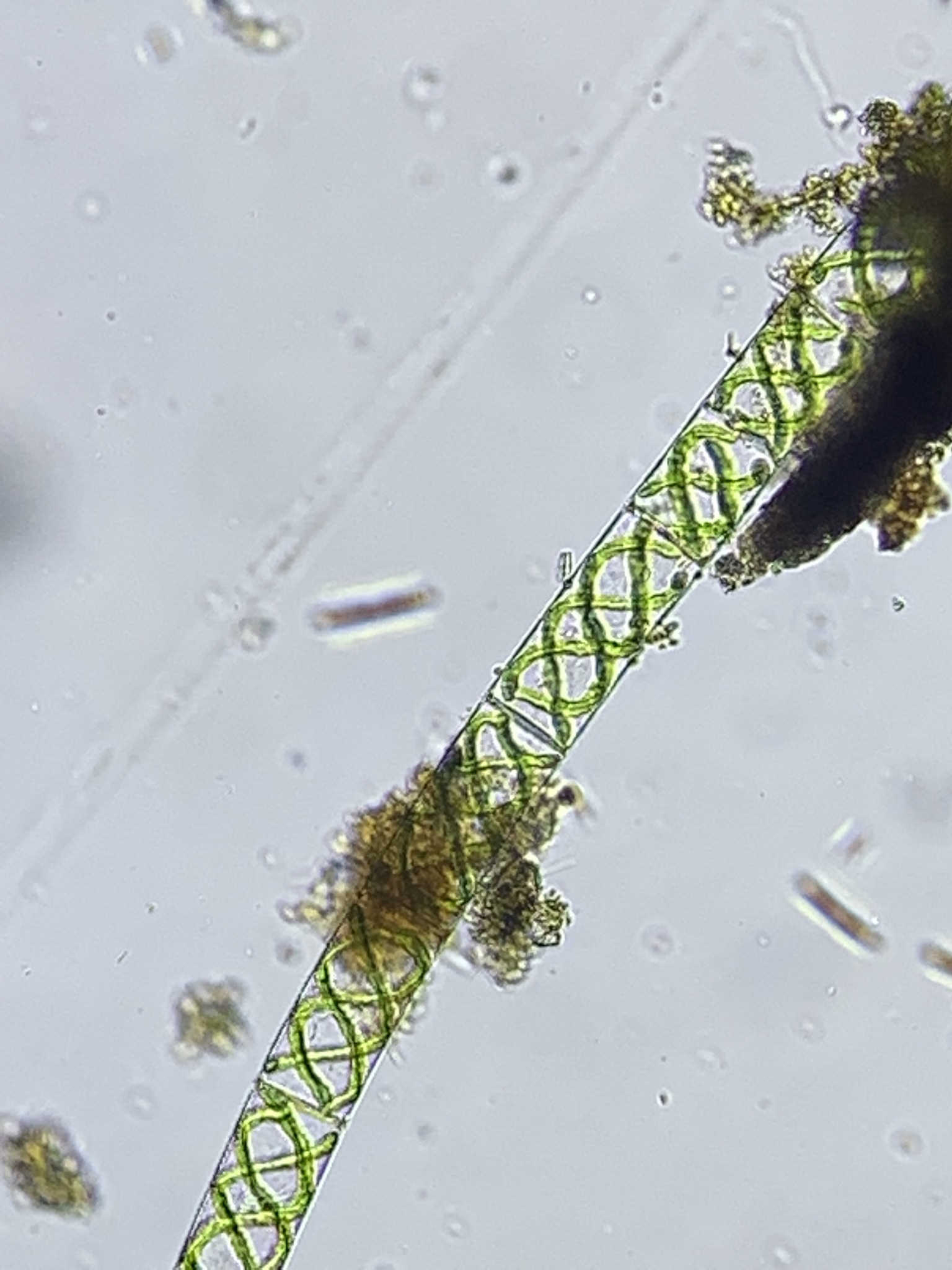 Chara (alga) - Wikipedia