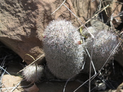 Mammillaria pottsii