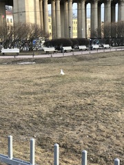 Larus argentatus