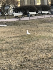 Larus argentatus