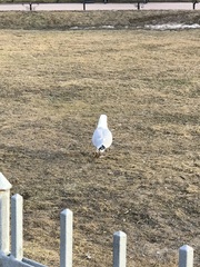 Larus argentatus