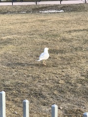 Larus argentatus