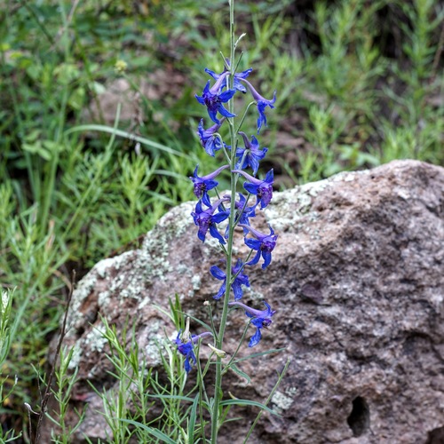 Image of Delphinium scopulorum by (c) Andrew Tree, some rights reserved (CC BY)