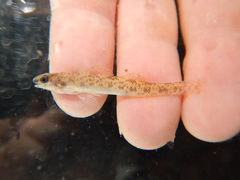Etheostoma chlorosoma