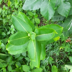 Asclepias syriaca