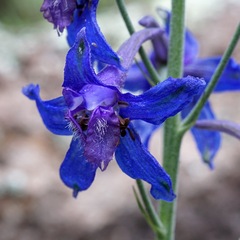 Delphinium scopulorum