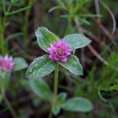 Gomphrena nitida