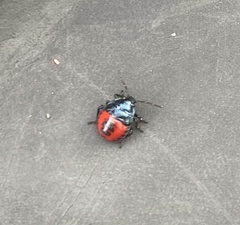 Euthyrhynchus floridanus