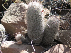 Mammillaria pottsii