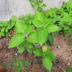 Physalis heterophylla